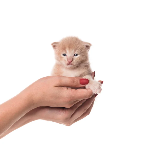 Maine Coon Kätzchen — Stockfoto