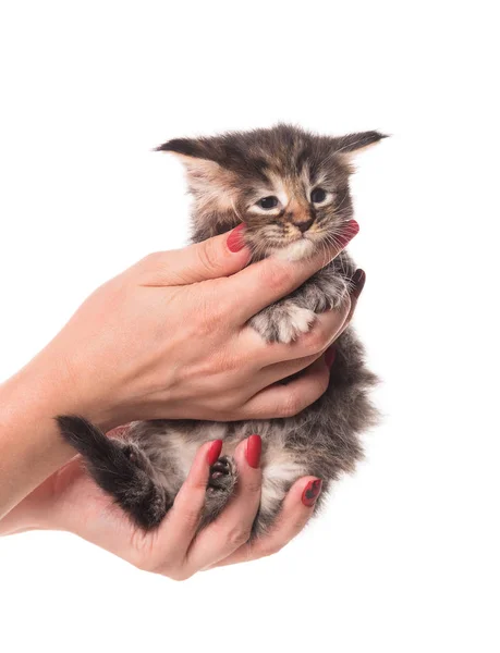 Maine coon gatinho — Fotografia de Stock