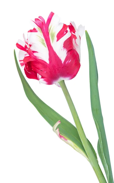 Jasne terry tulip — Zdjęcie stockowe