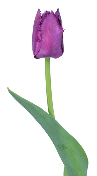 Bright purple tulip — Stock Photo, Image