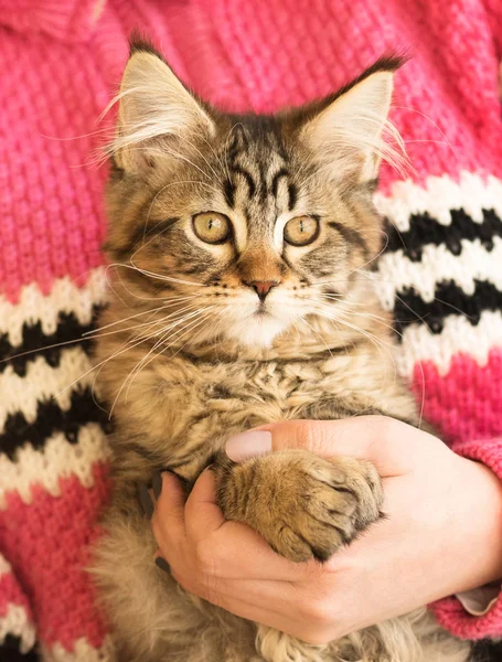 Maine Coon kitten — Stock Photo, Image