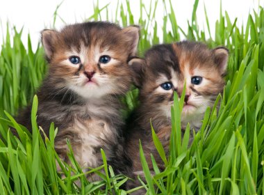 sevimli küçük kedi yavrusu