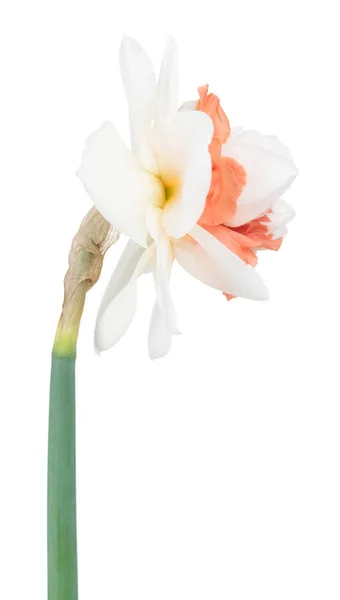 Bright spring narcissus — Stock Photo, Image