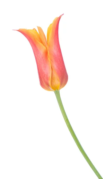 Helder oranje tulip — Zdjęcie stockowe