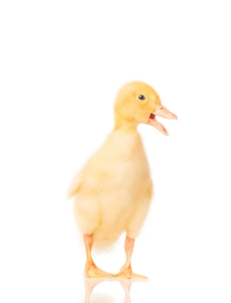 Cute little duckling — Stock Photo, Image