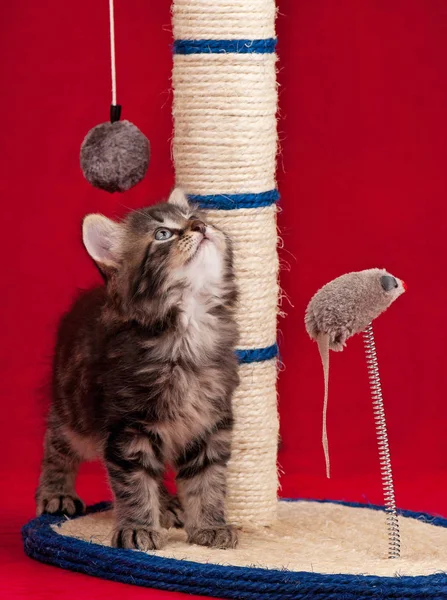 Gatinho siberiano curioso — Fotografia de Stock