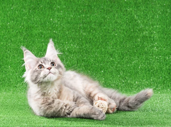 Maine Coon Kitten — Stock fotografie