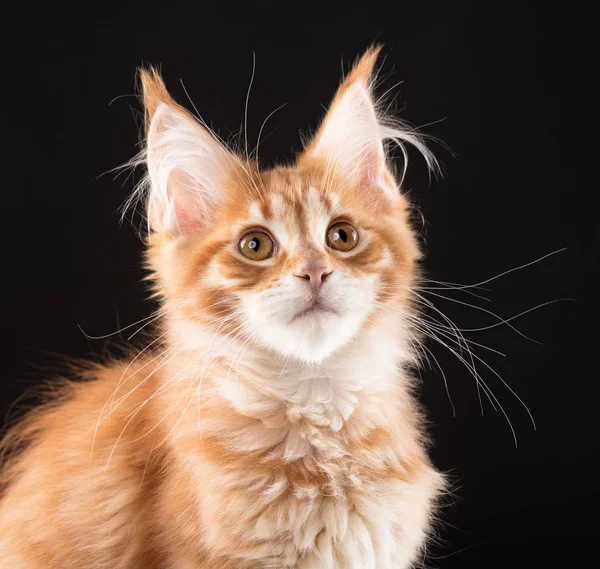 Maine coon gatito — Foto de Stock