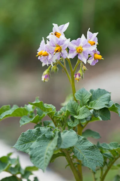 Bush new potatoes — Stock Photo, Image