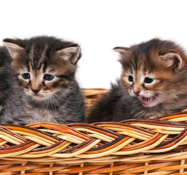 Gatinhos siberianos curiosos — Fotografia de Stock
