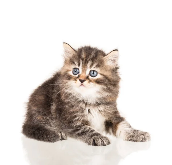 Милый пушистый котенок — стоковое фото