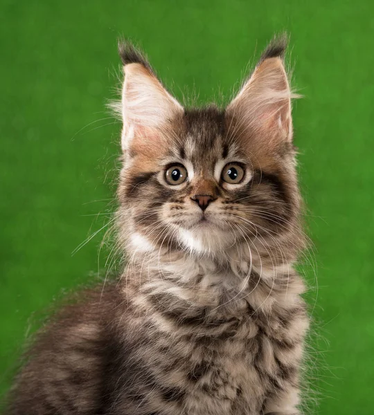 Kociak maine coon — Zdjęcie stockowe