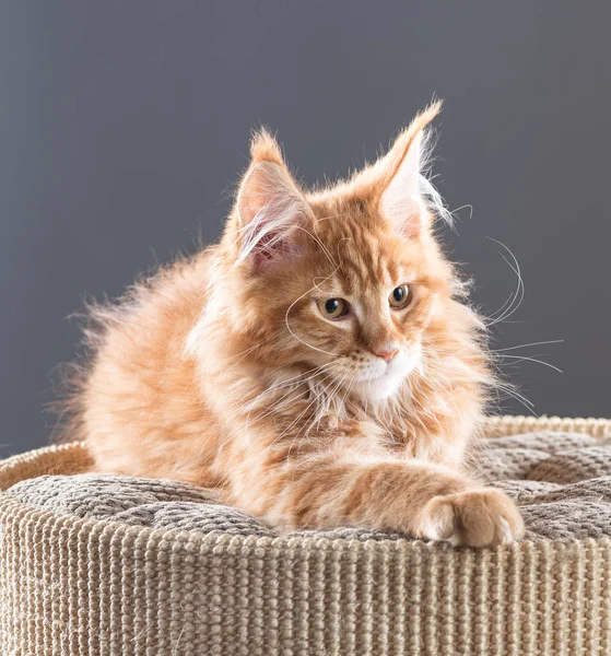 Maine coon gatinho — Fotografia de Stock