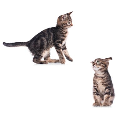 Ciddi sevimli kedi yavruları