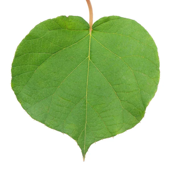 Fresh green leaf — Stock Photo, Image