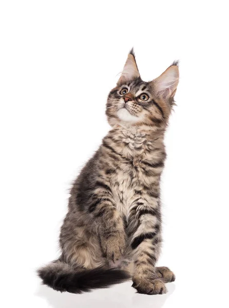 Maine Coon Kitten — Stock fotografie