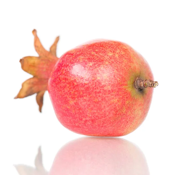 Fruta joven de granada — Foto de Stock