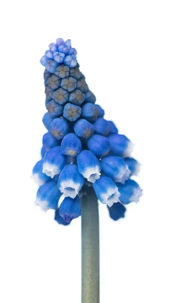 Bright muscari flowers — Stock Photo, Image