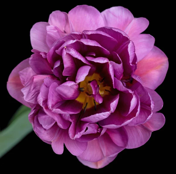 Bright terry tulip — Stock Photo, Image