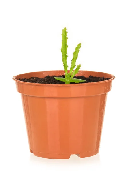 Young cactus plant — Stock Photo, Image