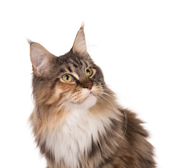 Maine Coon kitten — Stock Photo, Image