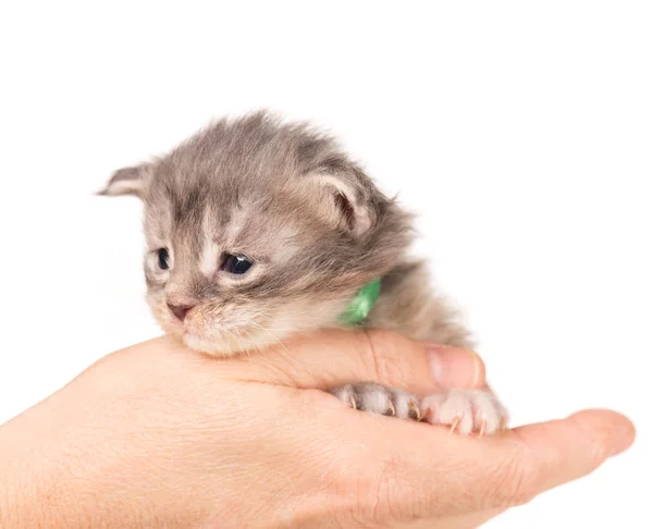 Maine Coon Kitten — Stock fotografie
