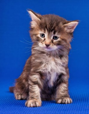Temkinli küçük kedi yavrusu