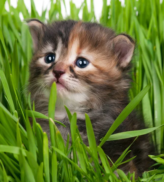 Cute little kitten — Stock Photo, Image