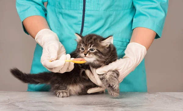 Söta lilla kattunge — Stockfoto