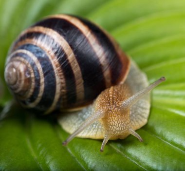 Parlak sevimli salyangoz