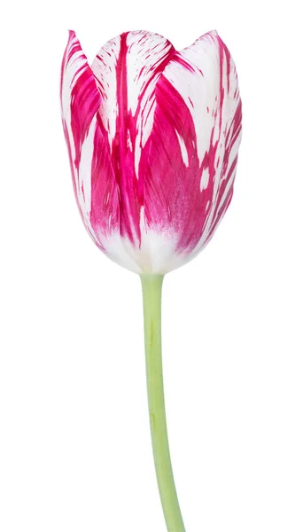 Tulipa colorida brilhante — Fotografia de Stock