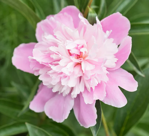 Bright pink pion — Stock Photo, Image