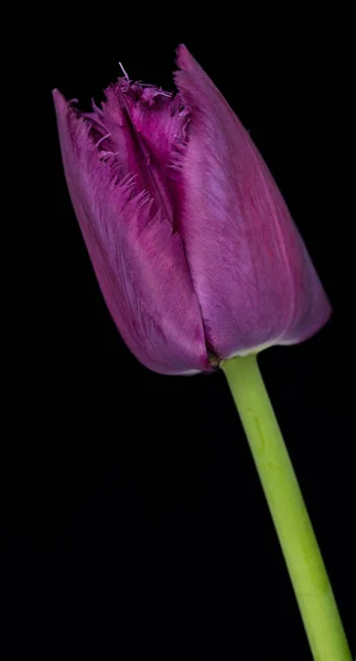 Tulipán púrpura brillante —  Fotos de Stock