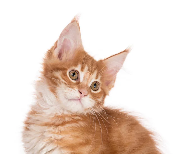 Maine Coon Kitten — Stockfoto