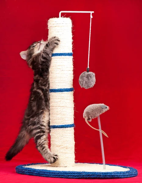 Nieuwsgierig Siberische kitten — Stockfoto