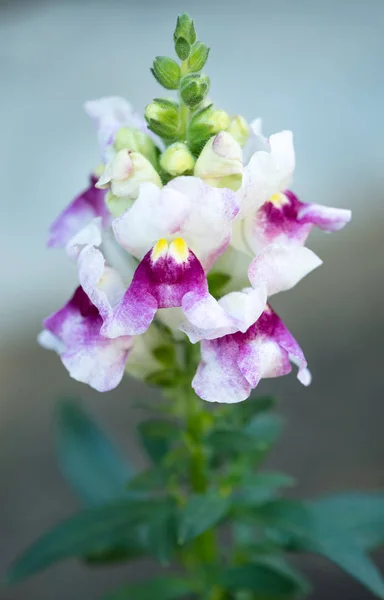 Bright snapdragon flower — Stock Photo, Image
