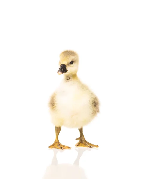 Lindo pequeño gosling — Foto de Stock