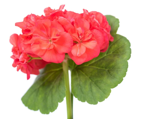 Red geranium flower — Stock Photo, Image
