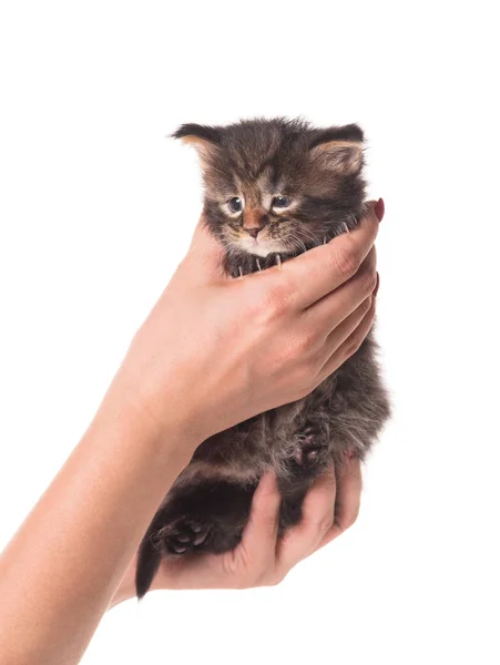 Maine Coon kitten — Stock Photo, Image