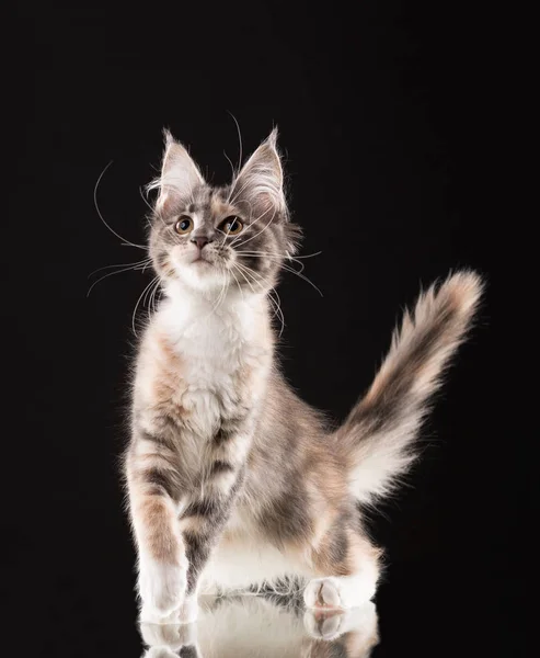 Maine coon gatito — Foto de Stock