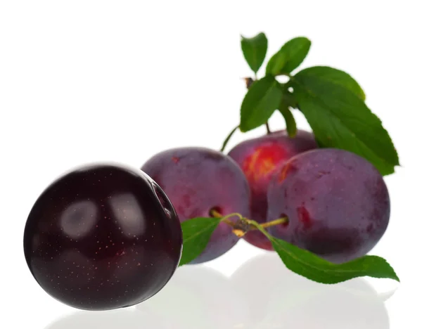 Owoce czerwone śliwki — Zdjęcie stockowe