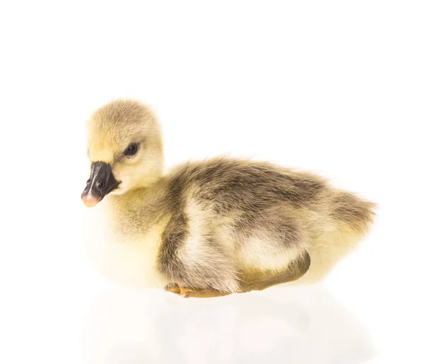 Lindo pequeño gosling — Foto de Stock