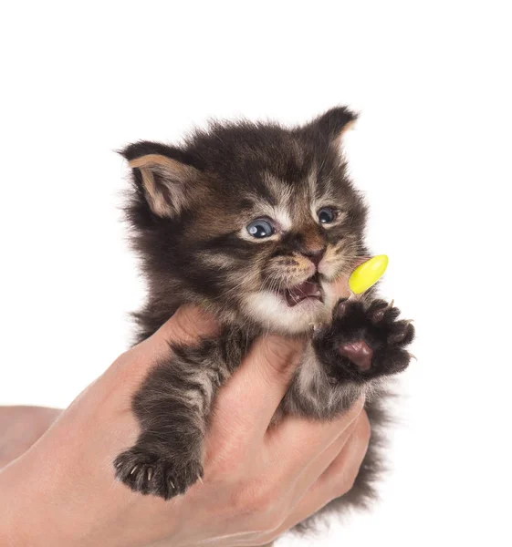 Maine Coon Kätzchen — Stockfoto