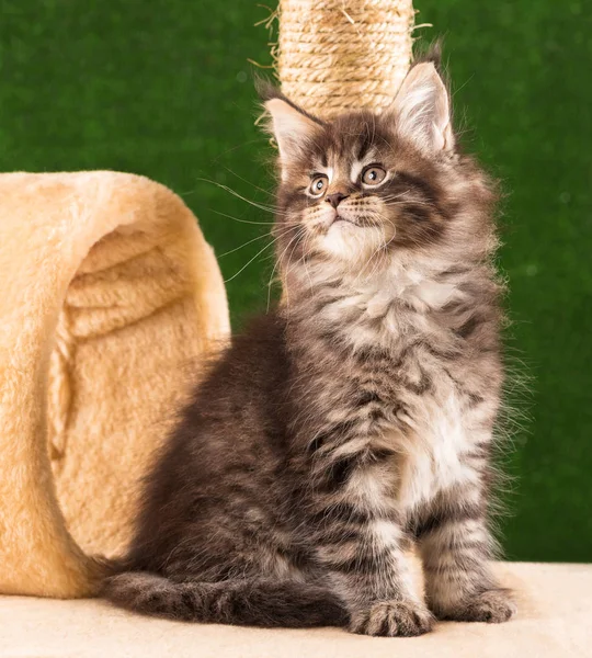 Maine Coon Kitten — Stock fotografie