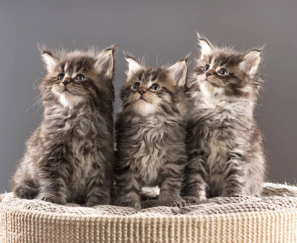 Maine Coon kittens — Stockfoto
