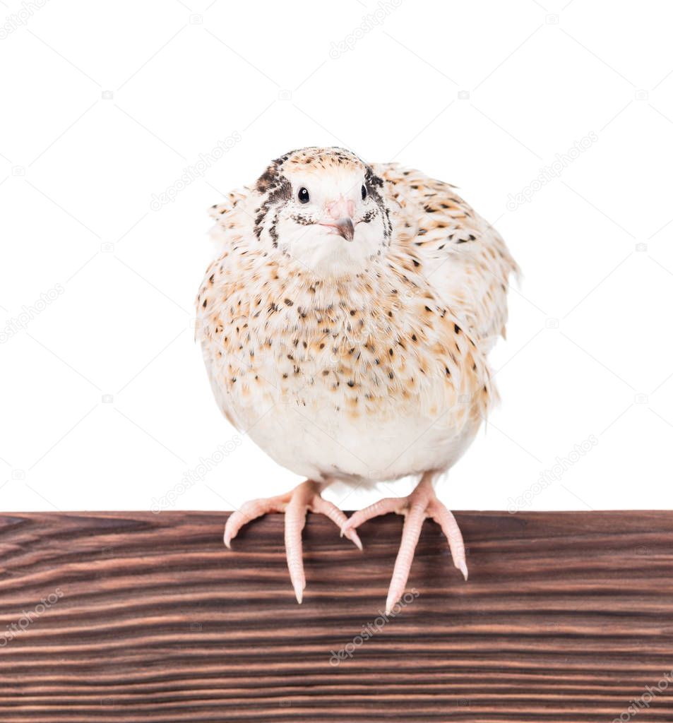 Cute adult quail