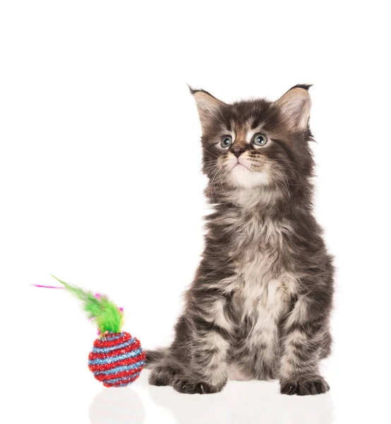 Maine Coon Kitten — Stock fotografie