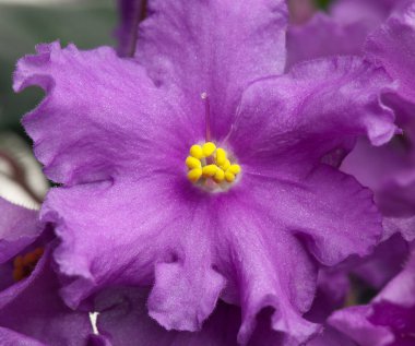 güzel Menekşe çiçek