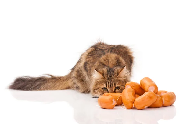 Hungry siberian cat — Stock Photo, Image