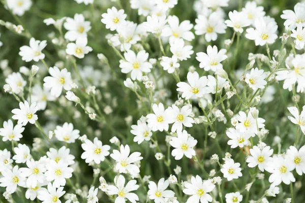 Flores blancas brillantes —  Fotos de Stock